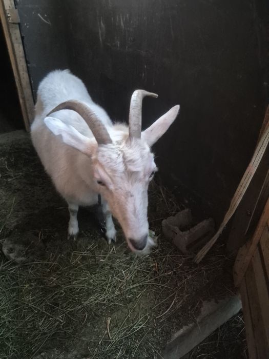 Коза зааненская.