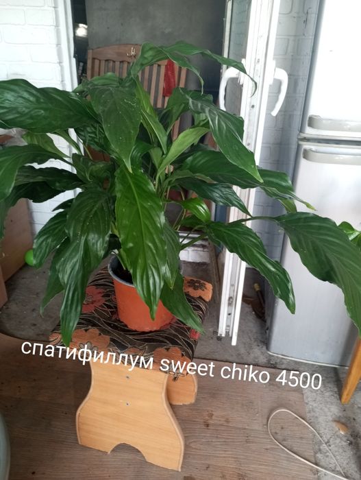 Продам или обменяю