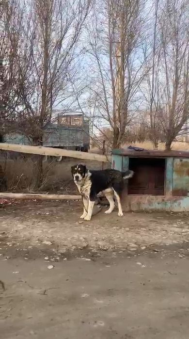Ит сатылады охранаға