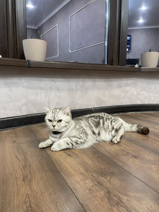 Кот молодой породистый