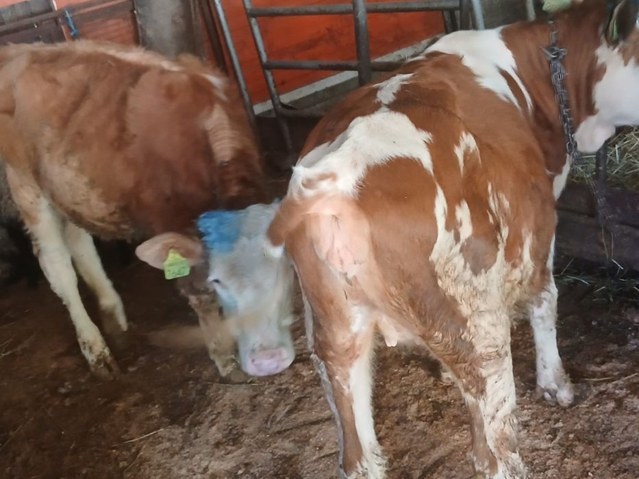 Vand 2 vițele bălțate