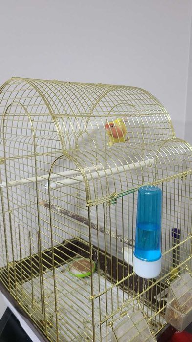 Продается клетка с Попугаем