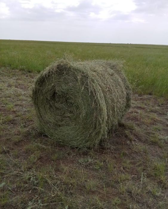 Продам сено житьняк в рулонах . Вес 200кг