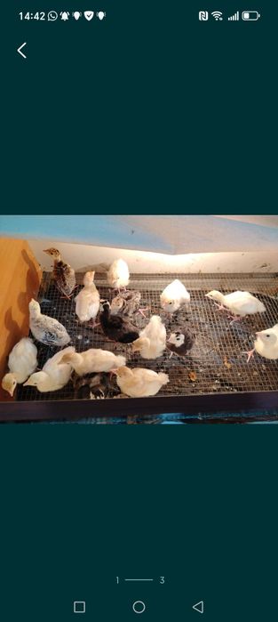 Индук балапандары