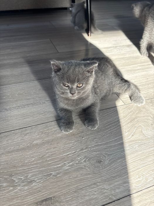 Vând pui pisică British Shorthair