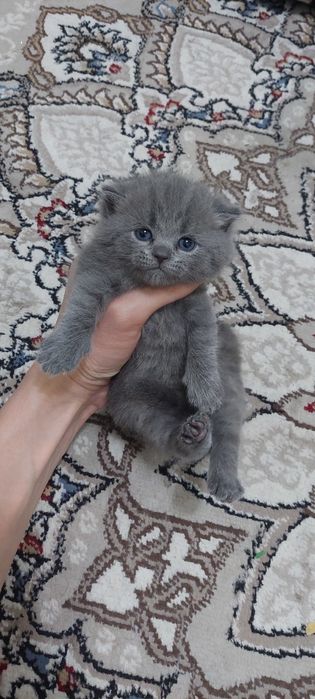 Шотландский вислоухий мушукчалар сотилади