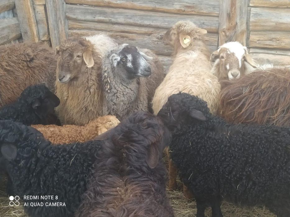 Продам овца с ягнями