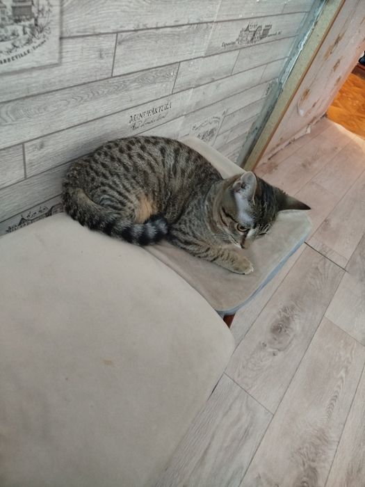 Девочка 3,5 месяца .срочно!