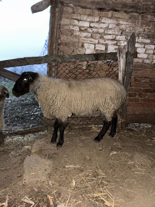 Berbec Sufolk stramior, la varsta de 2 ani