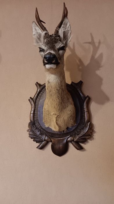 Препарирани сръндак 2бр.