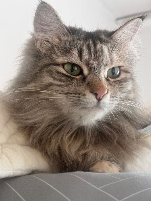 сибирская кошка ищет дом