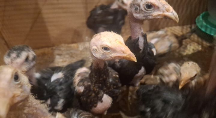 Продам цыплят вывод 26 января