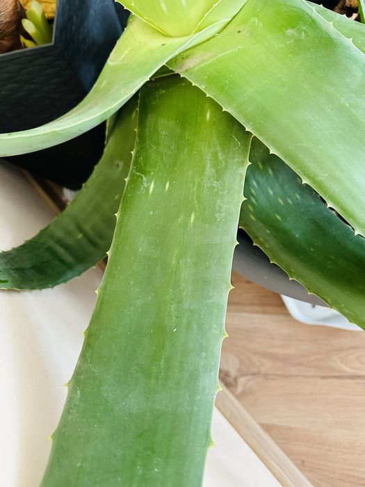 Алое Вера-Барбаденсис Милър и АРБОРЕСЦЕНС