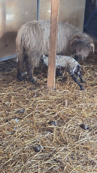 Oii miei berbecuț mieluțe de vânzare  Simeria  599