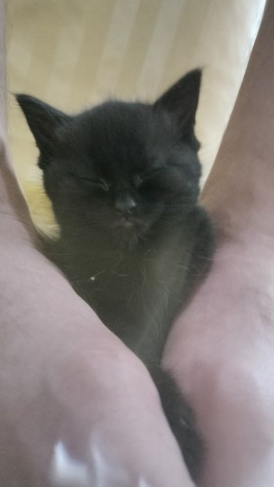 Отдадим кошечку в добрые руки