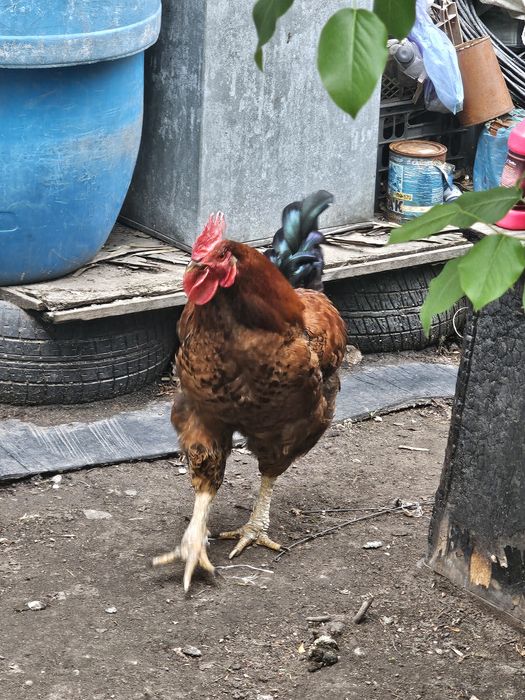 Продаю молодого петуха