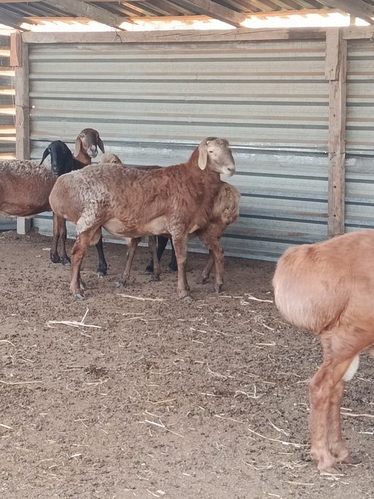 Кошкар баран гиссар