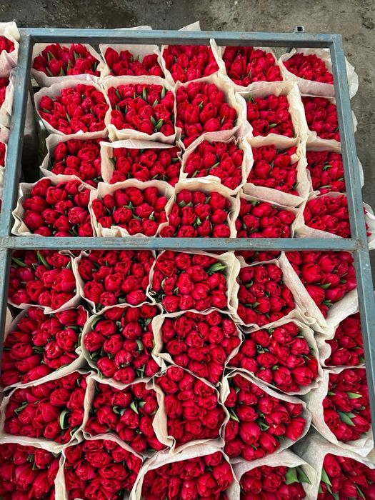 Тюльпаны Астанаа