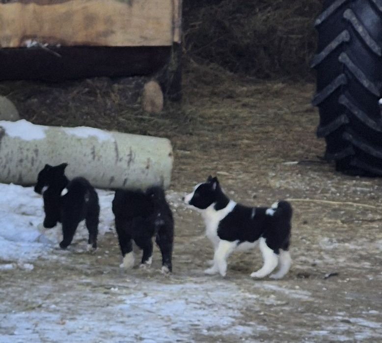 Щенки русско-европейской лайки