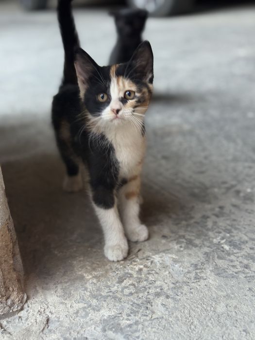 Отдаю 3 котят даром