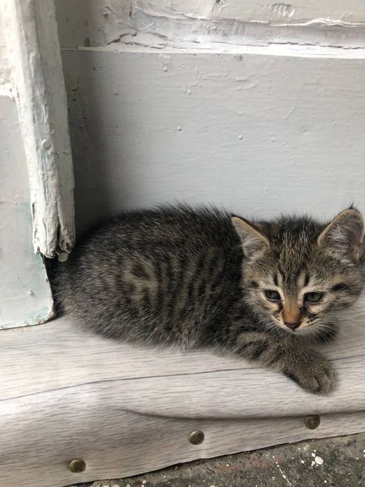 Zotli Mushuk bolari sotiladi