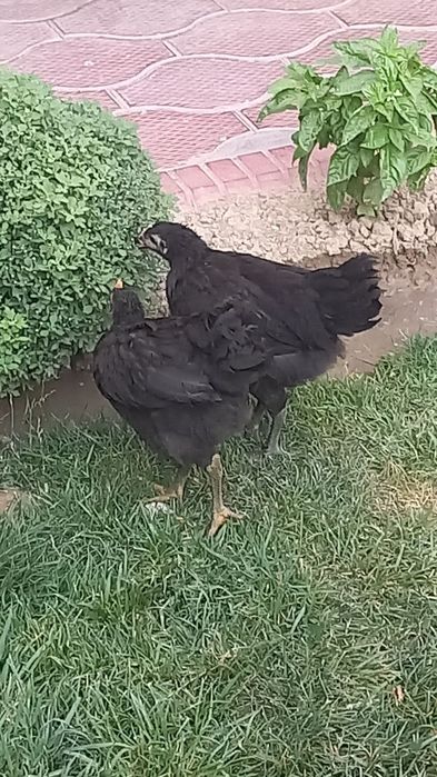 Кора шахзода жужалари 3 ойлик