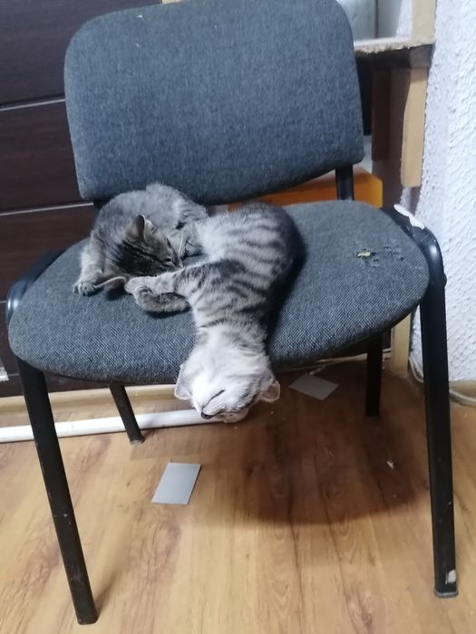 Котята, мать крысолов, мальчик и девочка