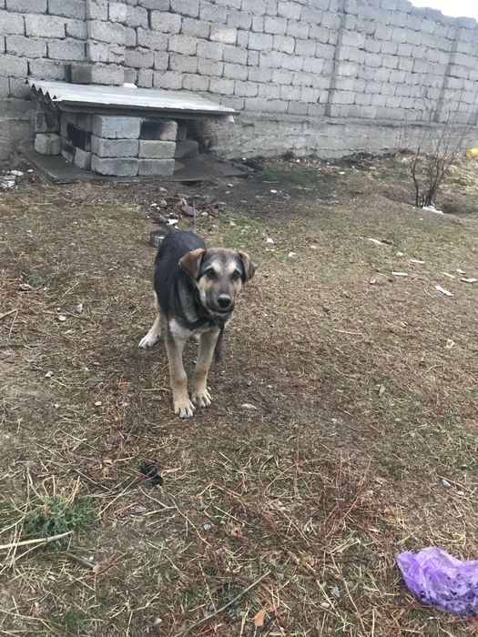 Шымкент төбет 5айлык