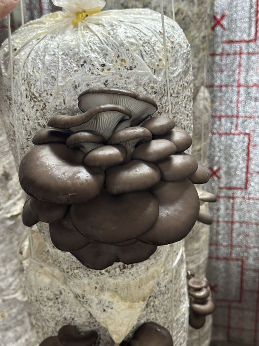 Qo’ziqorin sotiladi