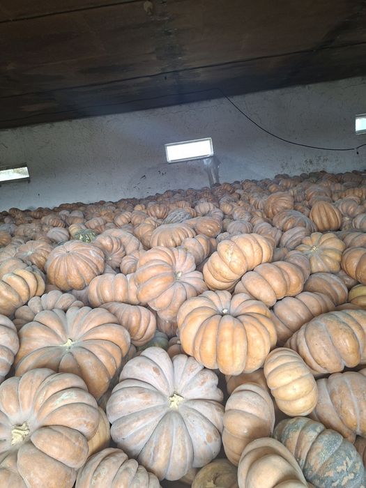 Muskat va gantel oshqovoq urug'lari sotiladi (kafolati bilan)