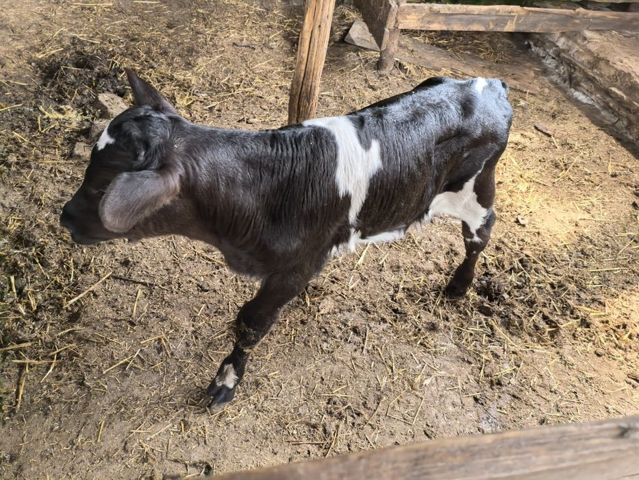 Продам бычка 3 недели