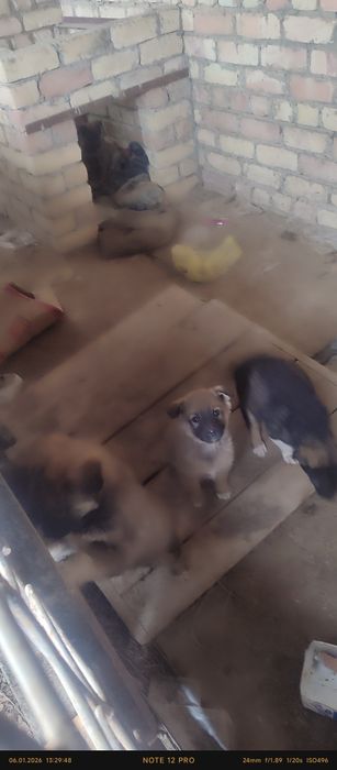 Тегін күшік беремін