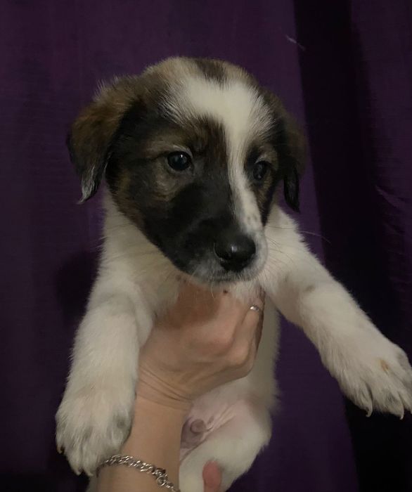 Привиты и проглистогонены обработаны от паразитов