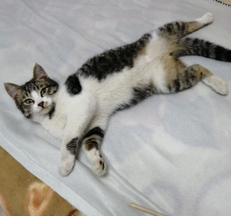 Юный котик Марсик в добрый руки