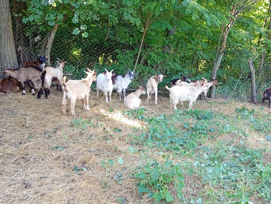 Vand iezi urgent!!