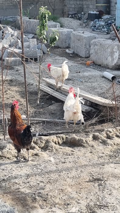 Здаровый домашный куры