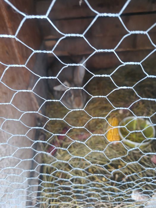 Schimb 4 iepurii cu găini