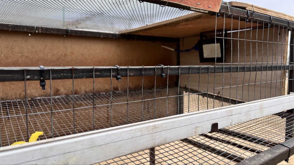 Бөдене қорасы сатылады