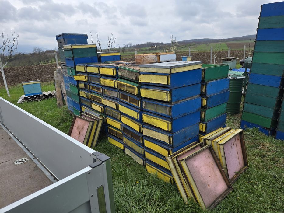 Stupi, lazi, fund antivarooua, caturi