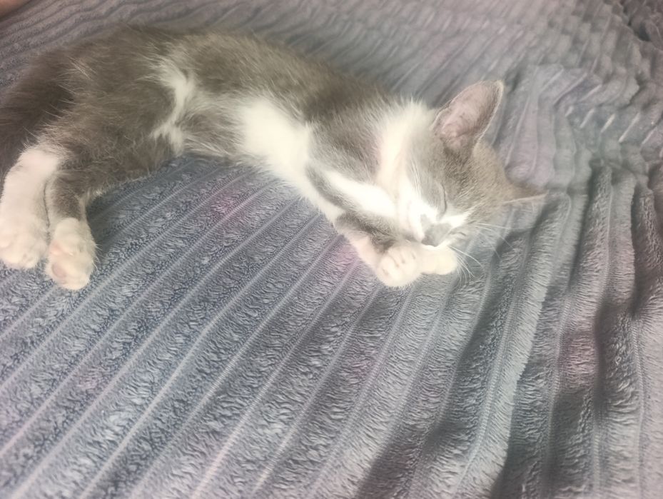 Котёнка в добрые руки