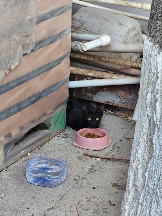 Отдам котёнков в хорошие руки за даром