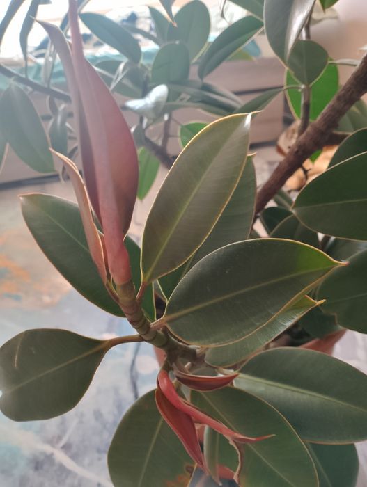 Продаю большой фикус Сарань