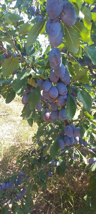 Vindem prune pentru țuică sau consum în cantități mari