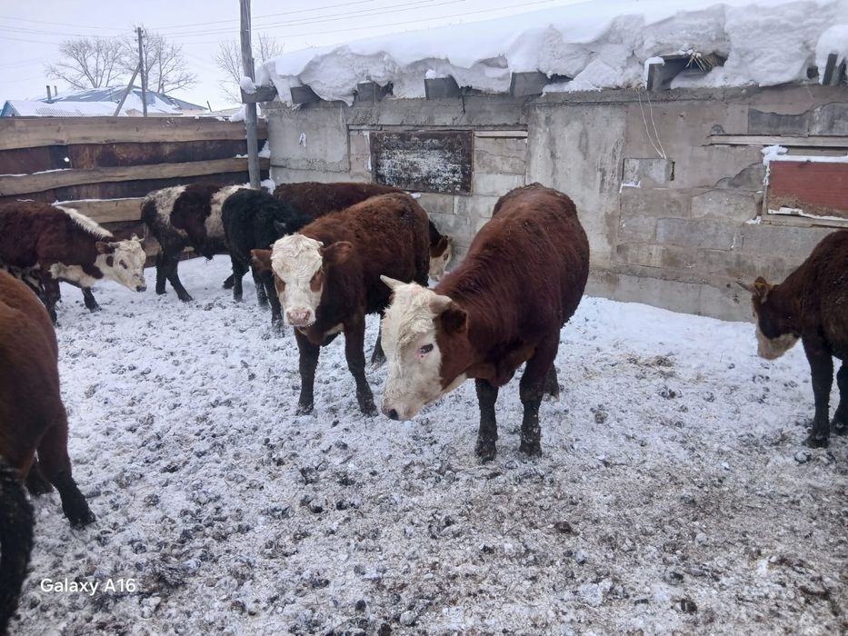 Продам быков оптом