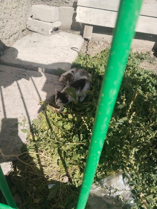 Продаётся Котёнок девочка