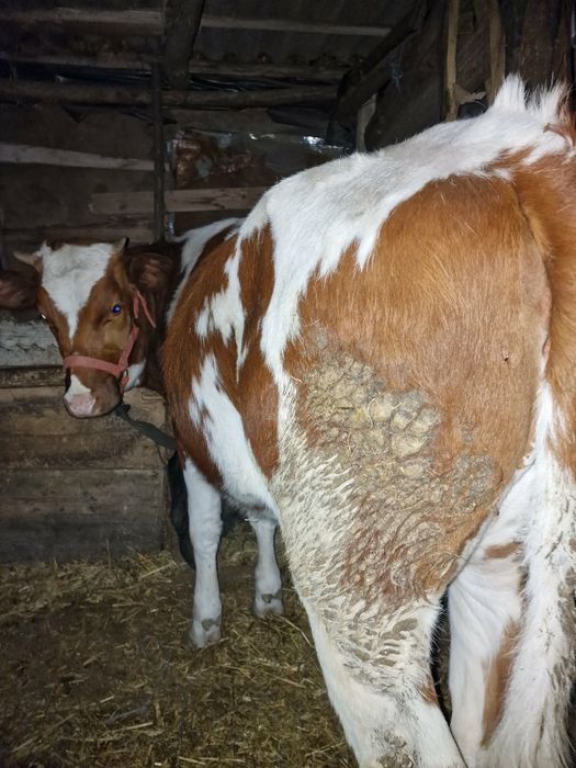 Vand  3 viteii, marfa de calitate 183 de milioane negociabil !