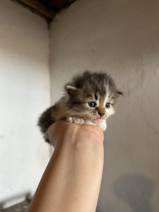 Отдадим котят в добрые руки