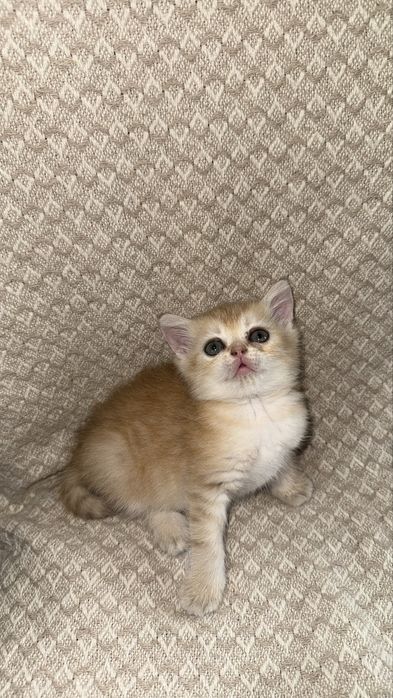 Котята британские Шиншиллы