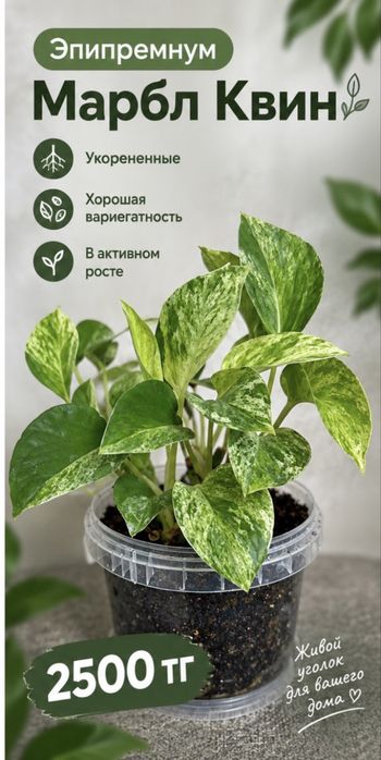 Эпипремнум, Альба, Бурле Маркс Флей, Монстера