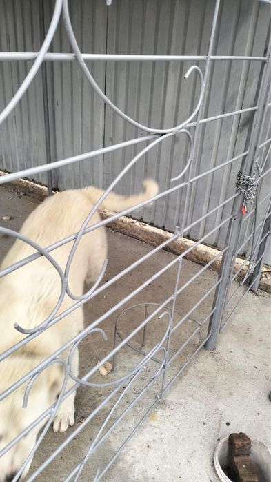 Продам щенка пародистого ТОБЕТА